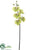Phalaenopsis Orchid Spray - Lime Green - Pack of 6