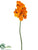 Vanda Orchid Spray - Apricot Orange - Pack of 6