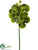 Vanda Orchid Spray - Green - Pack of 6
