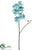 Phalaenopsis Orchid Spray - Aqua Light - Pack of 6