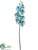 Phalaenopsis Orchid Spray - Aqua Light - Pack of 4