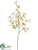 Oncidium Orchid Spray - Yellow Burgundy - Pack of 2