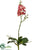 Mini Phalaenopsis Orchid Plant - Rose - Pack of 12