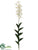Caesar Orchid Plant - White Green - Pack of 4