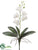 Mini Phalaenopsis Orchid Plant - Cream - Pack of 12