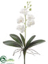 Silk Plants Direct Mini Phalaenopsis Orchid Plant - Cream - Pack of 12