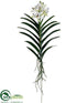 Silk Plants Direct Vanda Orchid Plant - Cream Green - Pack of 2