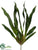 Oncidium Orchid Plant - Green - Pack of 6