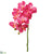 Small Phalaenopsis Orchid Spray - Cerise Two Tone - Pack of 12