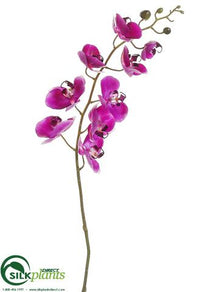 Phalaenopsis Orchid Spray - Violet Two Tone - Pack of 6