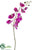 Phalaenopsis Orchid Spray - Violet Two Tone - Pack of 6