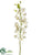 Dendrobium Orchid Spray - Cream - Pack of 6