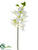 Swan Orchid Spray - Cream Green - Pack of 12