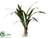 Cymbidium Orchid Leaf Plant - Green - Pack of 6