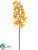 Vanda Orchid Spray - Yellow Soft - Pack of 12