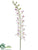 Caesar Dendrobium Orchid Spray - Cream Lavender - Pack of 6