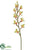 Mini Disa Orchid Spray - Green Burgundy - Pack of 12