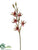 Disa Orchid Spray - Green Burgundy - Pack of 12