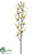 Brassidium Orchid Spray - Green Burgundy - Pack of 6