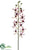 Vanda Orchid Spray - Cream Burgundy - Pack of 6