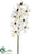 Vanda Orchid Spray - White Mauve - Pack of 12