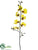 Oncidium Orchid Spray - Yellow Burgundy - Pack of 6