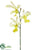 Butterfly Oncidium Orchid Spray - Cream Green - Pack of 12