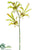 Butterfly Oncidium Orchid Spray - Green - Pack of 12