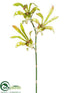 Silk Plants Direct Butterfly Oncidium Orchid Spray - Green - Pack of 12