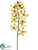 Panee Vanda Orchid Spray - Yellow Burgundy - Pack of 6