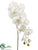 Phalaenopsis Orchid Spray - Cream Green - Pack of 6