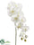 Phalaenopsis Orchid Spray - Cream Green - Pack of 6