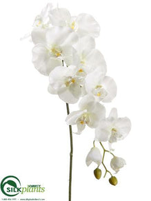 Phalaenopsis Orchid Spray - Cream Green - Pack of 6