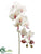 Phalaenopsis Orchid Spray - Cream Rubrum - Pack of 6