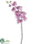 Phalaenopsis Orchid Spray - Violet Two Tone - Pack of 12