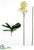 Phalaenopsis Orchid Plant Kit Box - Green - Pack of 2