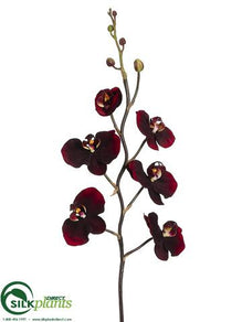Phalaenopsis Orchid Spray - Burgundy Red - Pack of 12