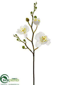 Phalaenopsis Orchid Spray - White - Pack of 12