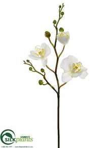 Phalaenopsis Orchid Spray - White - Pack of 12