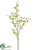 Dendrobium Orchid Spray - Green Rose - Pack of 12