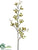 Dendrobium Orchid Spray - Green Burgundy - Pack of 12