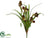 Mini Cymbidium Orchid Plant - Burgundy Green - Pack of 12