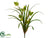 Mini Cymbidium Orchid Plant - Green - Pack of 12