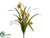 Mini Cymbidium Orchid Plant - Yellow Green - Pack of 12