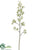 Sharry Oncidium Orchid Spray - Cream Green - Pack of 6