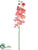 Phalaenopsis Orchid Spray - Coral - Pack of 12