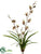 Mini Cymbidium Orchid Plant - Burgundy Green - Pack of 4