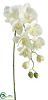 Silk Plants Direct Phalaenopsis Orchid Spray - Cream Green - Pack of 6