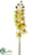 Mini Phalaenopsis Orchid Spray - Green Mauve - Pack of 12