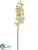 Mini Phalaenopsis Orchid Spray - White - Pack of 12